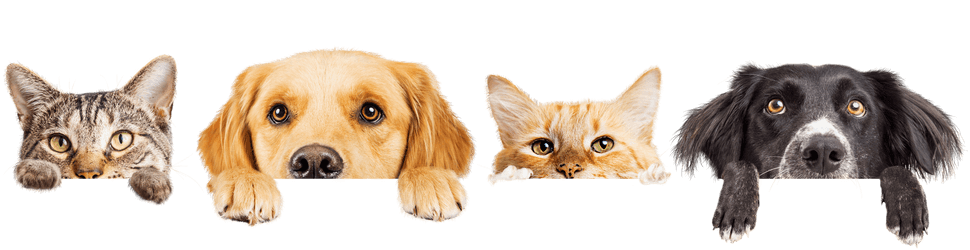 Reico Hundefutter und Katzenfutter