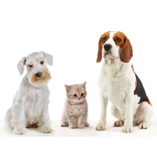 Warum Reico Hundefutter