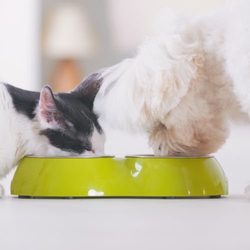 Reico Vita Hundefutter